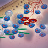 Multiple myeloma cells
