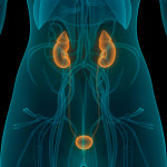 illustration of human body kidneys and bladder