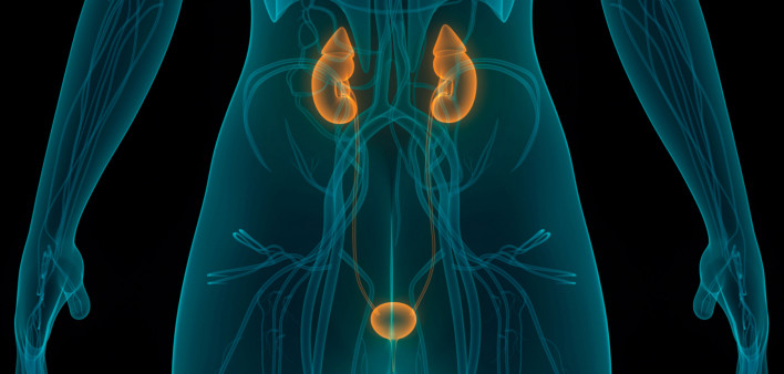 illustration of human body kidneys and bladder