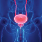prostate bladder illustration