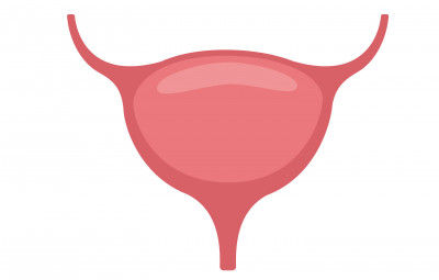 bladder illustration