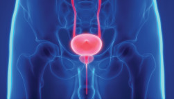 prostate bladder illustration