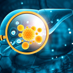 liver, virus, hepatitis B, hepatitis C Human liver