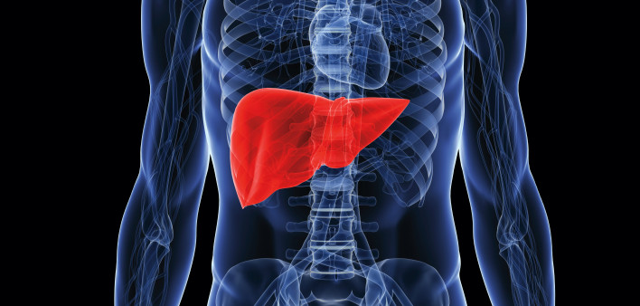 illustration of human body showing liver