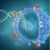 Genetically modified CAR T cell