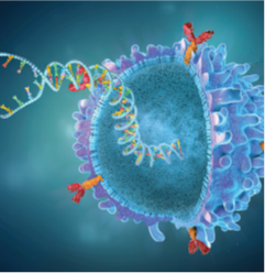 Majestic car t cell to fight cancer tumors