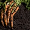 freshly pulled carrots laying on dirt