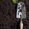 freshly pulled carrots laying on dirt