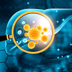 liver, virus, hepatitis B, hepatitis C Human liver