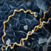 Colorized electron micrograph of Treponema pallidum, the bacteria that cause syphilis. Several spiral-shaped bacteria have been highlighted in gold.
