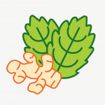 illustration of ginder and mint