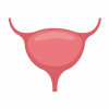 bladder illustration