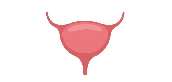 bladder illustration