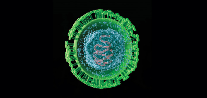 Herpes Virus