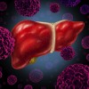 An illustration of a liver and virus particles