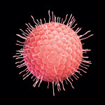 varicella-zoster virus