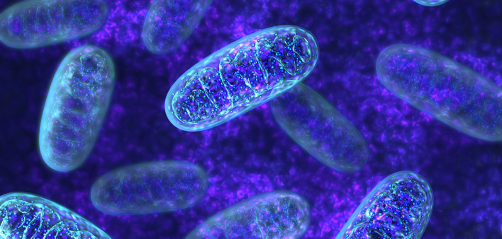 Mitochondria - microbiology 3d illustration