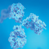 Antibodies, Immunoglobulin Ig proteins