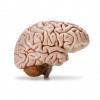 a model of a human brain on a white background