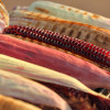 Native corn and maize grilled in hot fire