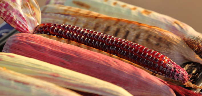 Native corn and maize grilled in hot fire