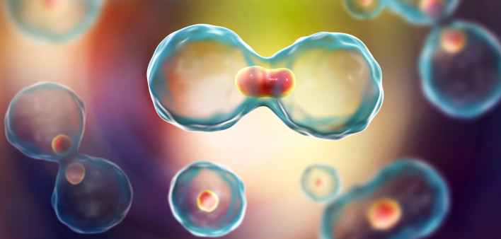 Dividing cells on colorful background