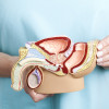 Male reproductive system