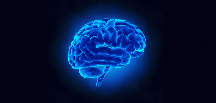 brain