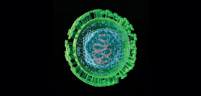 Herpes Virus