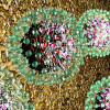 Hepatitis B virus