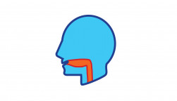 illustration of head and throat