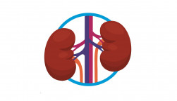 kidney