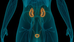 illustration of human body kidneys and bladder