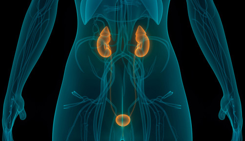 illustration of human body kidneys and bladder