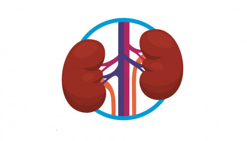 kidney
