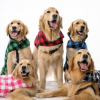 ACS PAWS helps support Bailey, Pinto, Pluto, Cohen and Angus of Texas Children's Hospital.