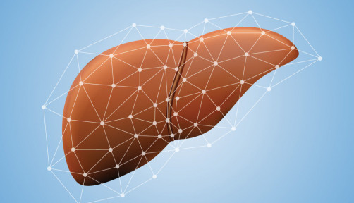 liver illustration