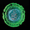 Herpes Virus