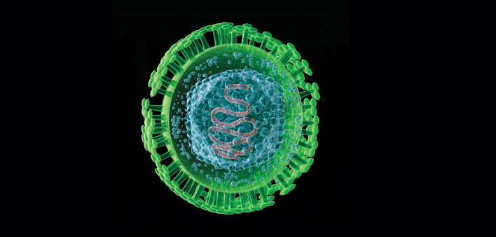 Herpes Virus
