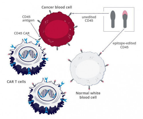 CAR-T therapy for blood cancers