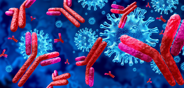 Antibodies attacking SARS-CoV-2, the coronavirus that causes COVID-19