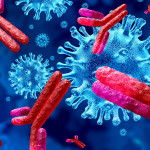 Antibodies attacking SARS-CoV-2, the coronavirus that causes COVID-19