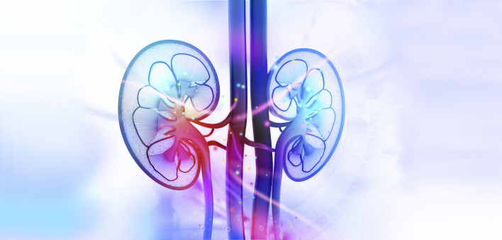 kidneys