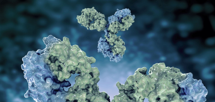 antibodies
