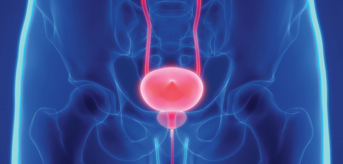 prostate bladder illustration