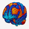 A surface view of the overall network constructed by the researchers.