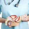 Male reproductive system