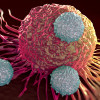 T cells attacking cancer cell