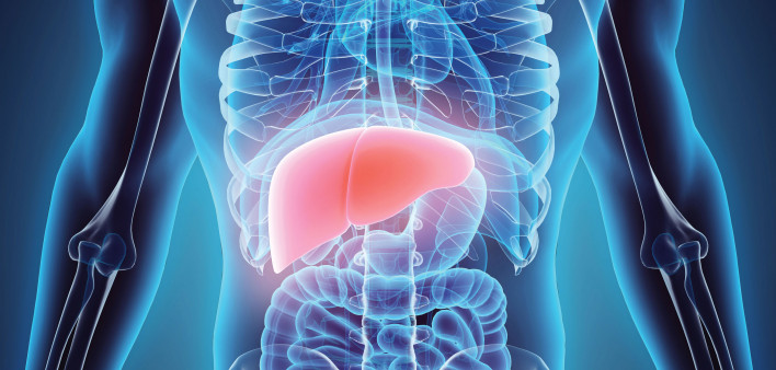 illustration liver in model of human