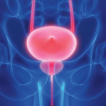prostate bladder illustration